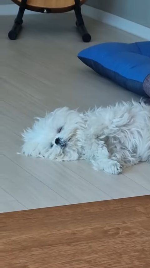 유튜브 ‘꽃분이’