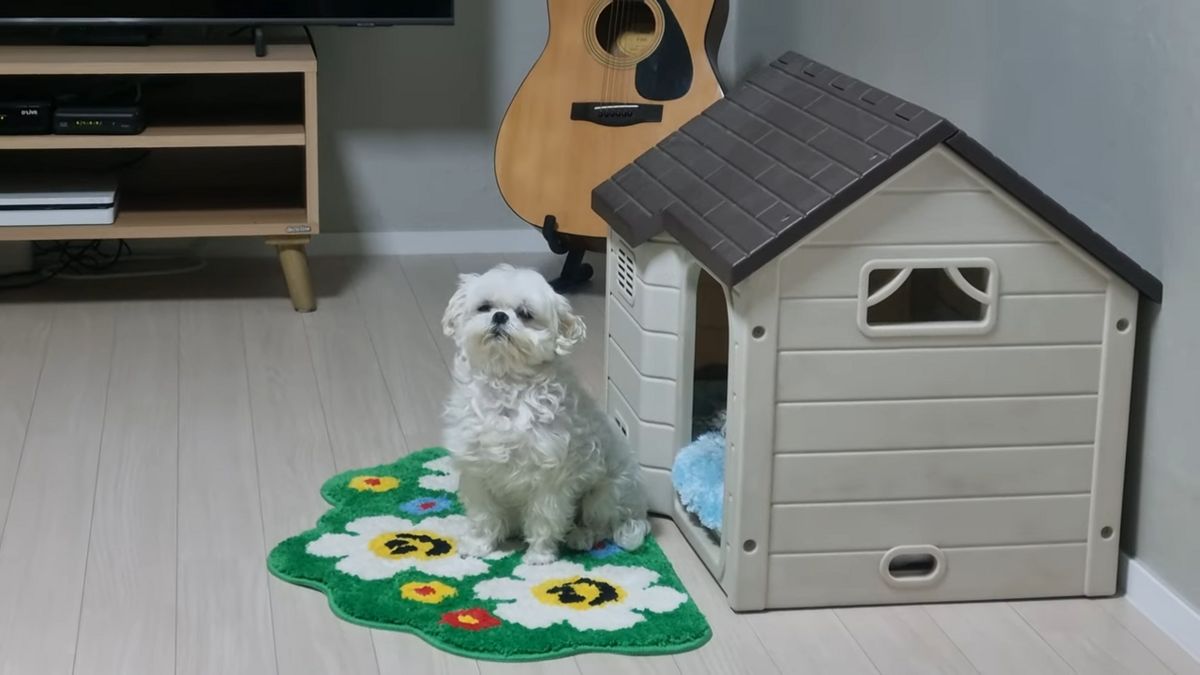 유튜브 ‘꽃분이’