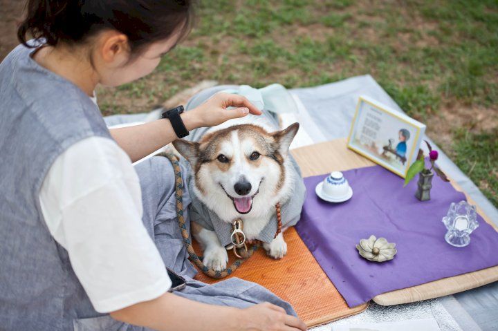반려생활 홈페이지