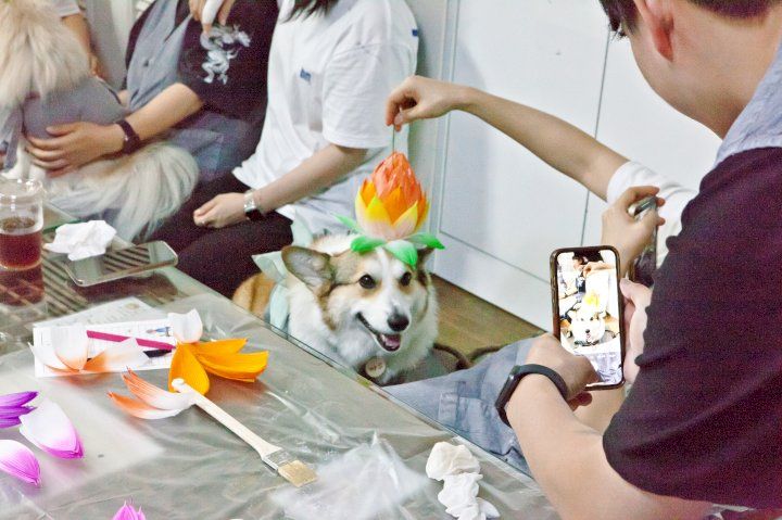 반려생활 홈페이지
