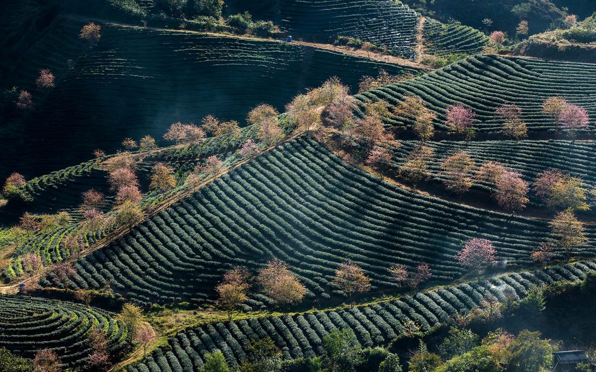 맑은 날 볼 수 있는 사파의 계단식 논 전경.