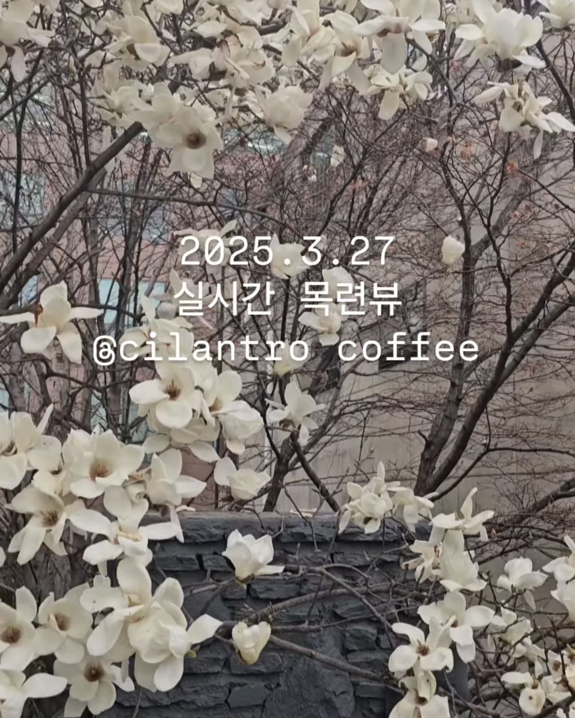 인스타그램 @cilantrocoffee_official