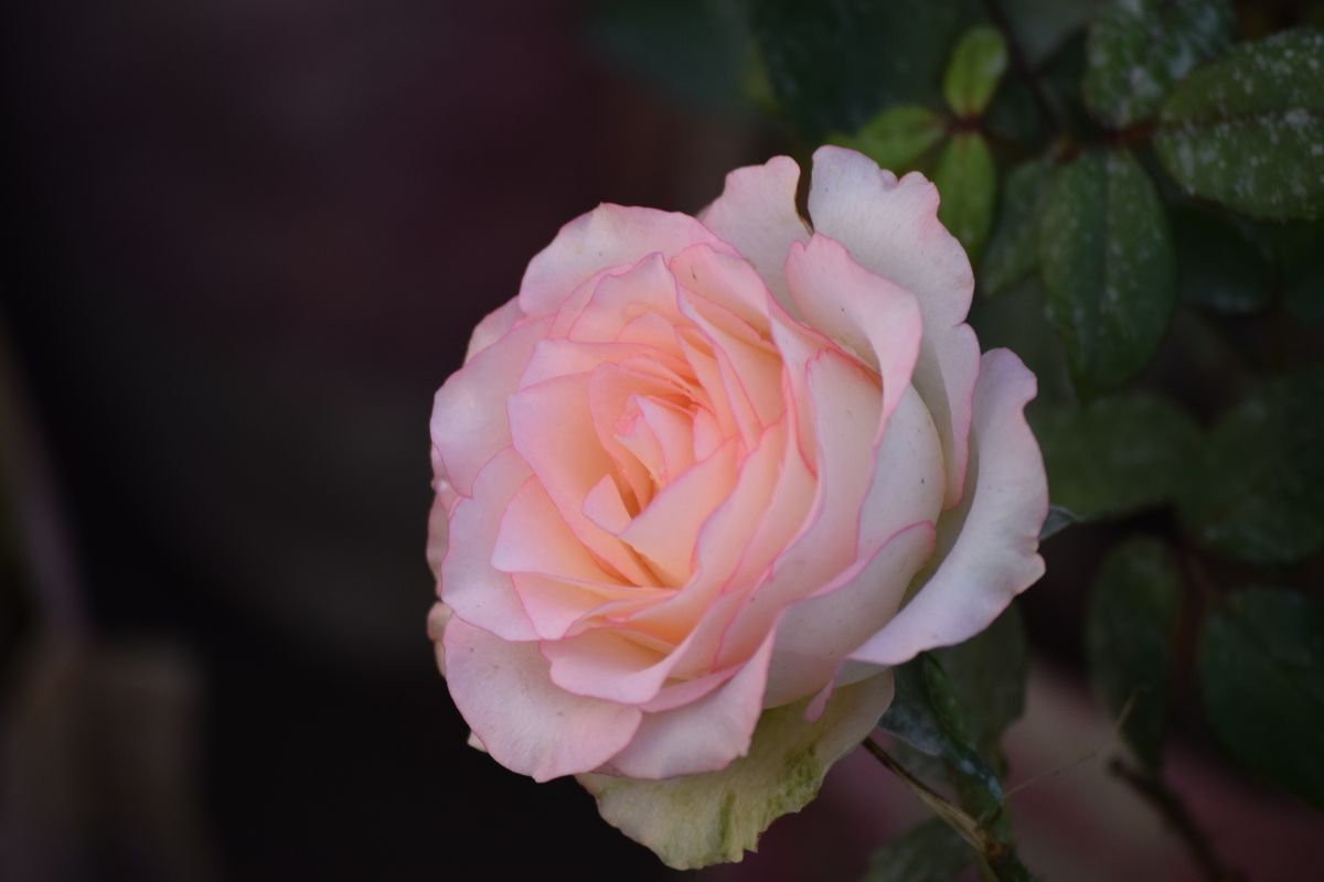 장미 | 출처 게티 이미지