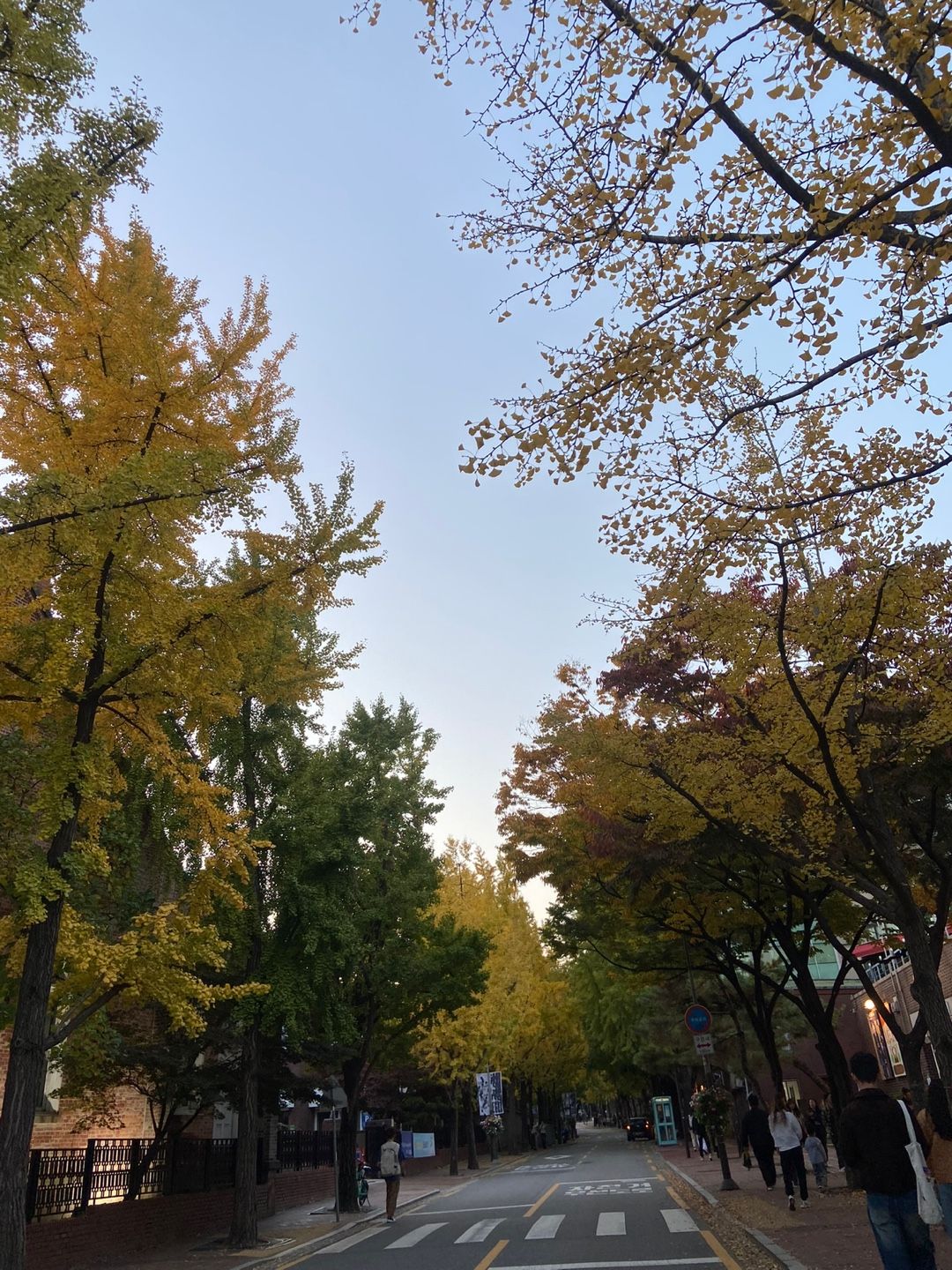 단풍으로 옷을 갈아입은 돌담길 