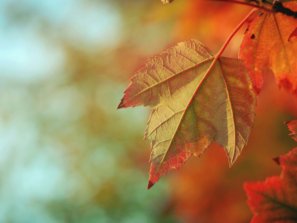 가을 향수 추천 l unsplash.com