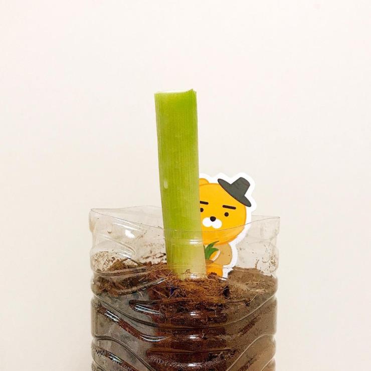 @ryan.seoul.icon
