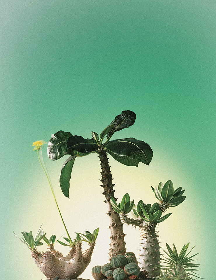 (왼쪽부터)주름진 노란 꽃이 특징인 마카엔세. 호리병 모양의 괴근부에서 뻗친 잎이 이국적인 멋을 자아내는 파키포디움 바로니. 동글동글한 형태의 귀여운 식물은 유포르비아 오베사. 굵은 가시에 여러 갈래로 뻗어나가는 팔이 특징인 호롬벤세. 봄부터 가을까지 노란 꽃을 피우는 파키포디움 그락실리우스.