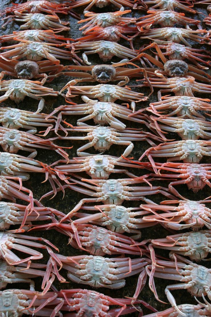 죽변항