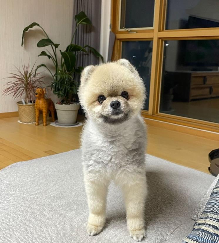 인스타그램 @kkao_51
