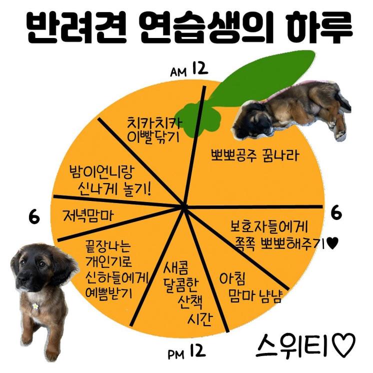 연습생 ‘스위티’의 하루 일과