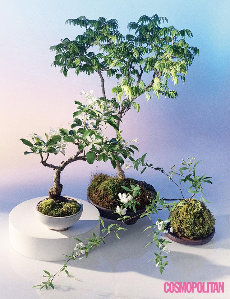 (왼쪽부터)겹으로 핀 꽃이 둥근 모양으로 피는 소주조팝(겹공조팝나무). 일반 등나무에 비해 작은 잎과 꽃을 피워 이름 붙여진 애기 등나무. 봄에는 향긋한 하얀 꽃을, 추워지면 노랗거나 빨간 열매를 맺는 심산해당.